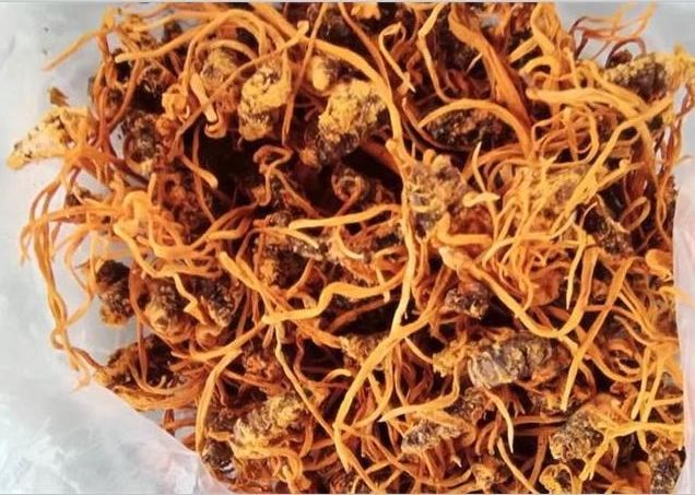 蟲(chóng)草不只有冬蟲(chóng)夏草一種，蛹蟲(chóng)草的這些作用并不遜色！